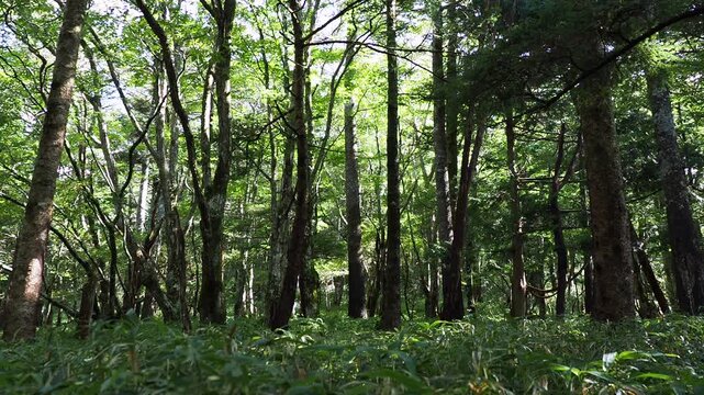 登山道の風景。ササが群生した林床。樹木の隙間から差し込む木漏れ日。透き通る緑の葉。爽やかな光の風景。