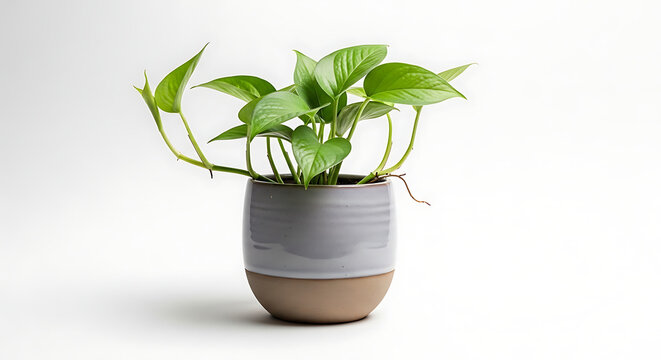 Vibrant Green Pothos Houseplant in Modern Ceramic Two-Tone Pot Isolated on White Background