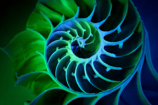 Vibrant nautilus shell spiral macro in green and blue