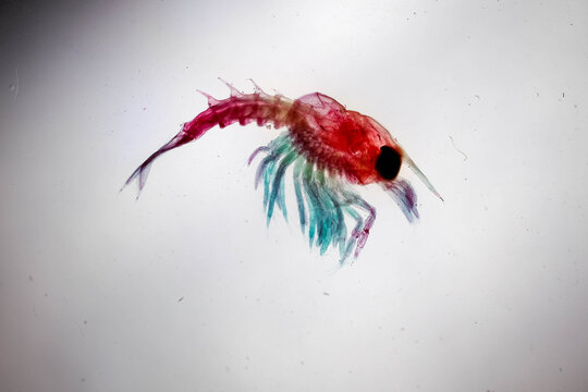 Lobster Mysis Larva Stained Under Microscope on White Backgro