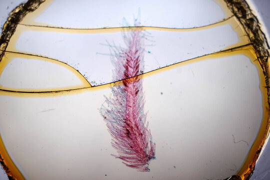 Stained Crayfish Gill Filaments Under Microscope Glass Sli