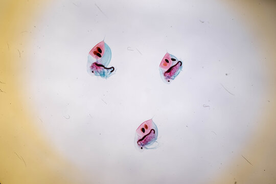 Three Stained Daphnia Ephippium Resting Eggs Microscope Sl