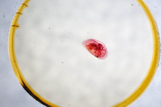Stained Cypris Larva of Barnacle Under Microscope White Backgro