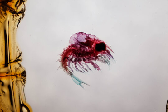 Lobster Mysis Larva Stained Under Microscope on White Backgro