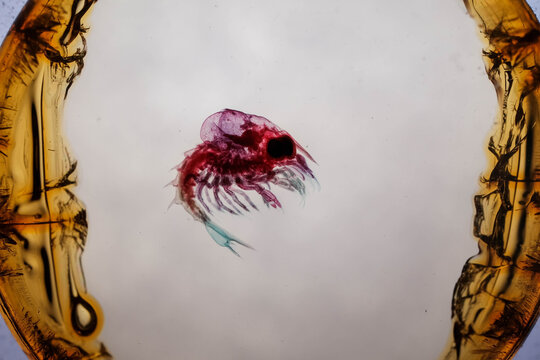 Lobster Mysis Larva Stained Under Microscope on White Backgro