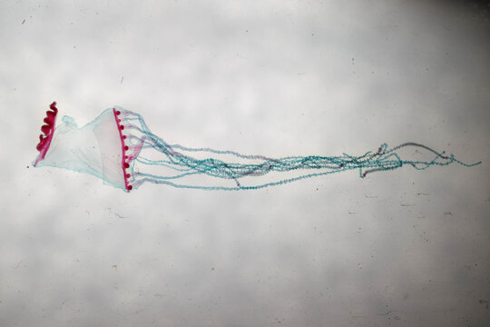 Stained Gonionemus Medusa Showing Balancing Organ Tentacles Microscope Sl