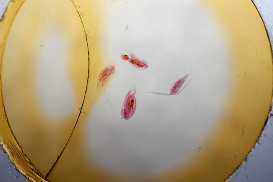 Multiple Stained Diaptomus Copepods Male Female Microscope Sl