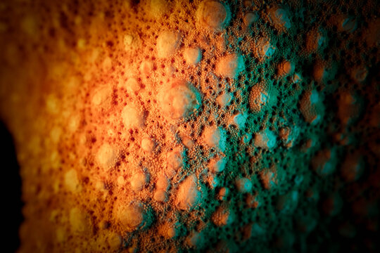 Colorful Macro Photography of Starfish Skin Surface Texture De