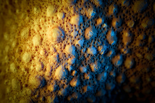 Colorful Macro Photography of Starfish Skin Surface Texture De