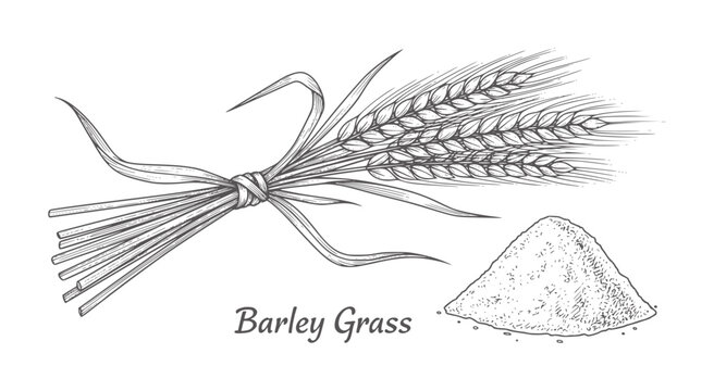 Hand drawn barley stalks tied in a bundle next to a pile of grain wheat cereal agriculture