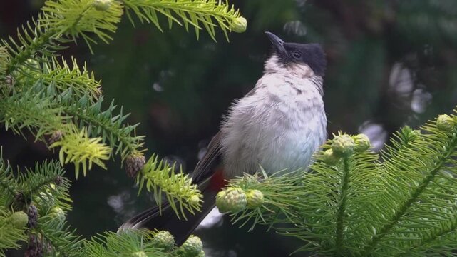 sooty-headed bulbul (Pycnonotus aurigaster) on araucaria. Yunan Province