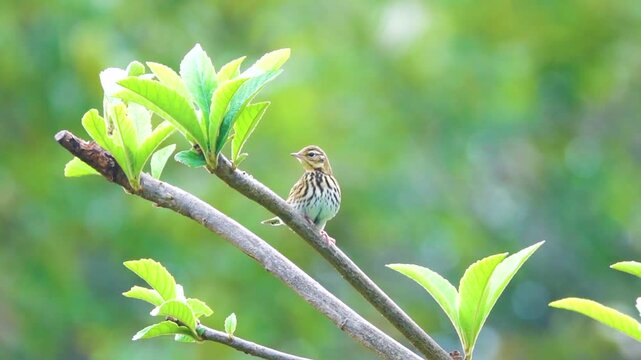 olive-backed pipit (Anthus hodgsoni), autumn. Yunan Province. China