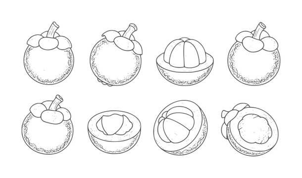 Hand drawn mangosteen fruit whole and sliced tropical food outline
