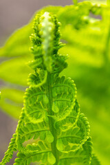 Fototapeta premium Fern leaf close-up, Fern background for design