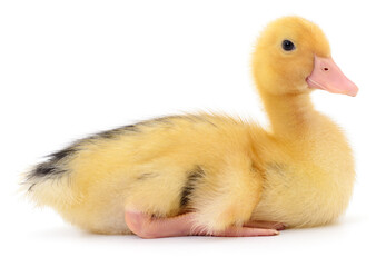 Fototapeta premium Small Yellow Duckling Sitting Isolated on White Background