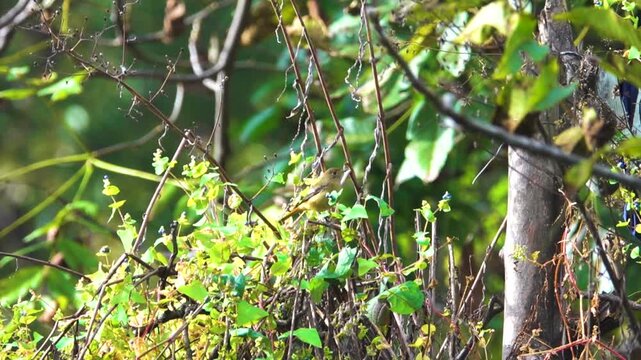 Daurian redstart (Phoenicurus auroreus) female in autumn mountain forest. Yunan Province. China