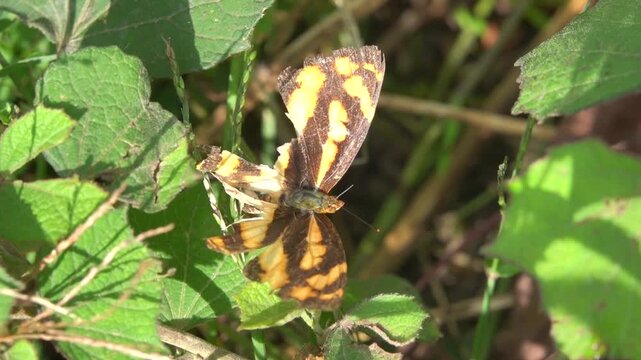 peninsular jester (symbrenthia lilaea) in autumn mountain forest. Yunan Province. China. This is what beauty looks like before dying, senility