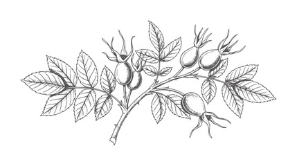 Vintage botanical of rosehip branch with leaves and berries © Mehedi