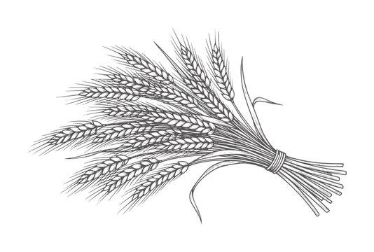Vintage of a bound bundle of wheat stalks grain harvest agriculture