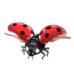 Fototapeta premium Realistic Watercolor Ladybug Clipart, Isolated Insect Illustration
