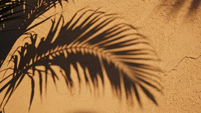Palm leaf shadow on textured wall ideal for sleek commercial backgrounds and title sequences