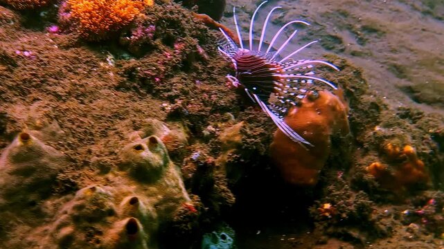 A juvenile lionfish displays its radiating venomous spines while sheltering in a dark rocky reef crevice. Indonesia, Ikan Singa.