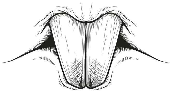 Cute rabbit mouth with prominent buck teeth illustration. Funny bunny face showing front incisors, black and white graphic art.