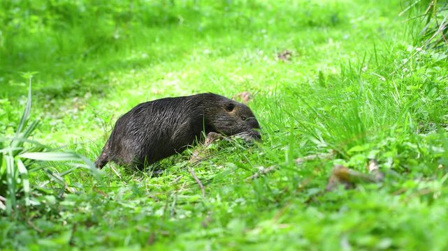 Nutria river rat on meadow, coypu herbivorous, semiaquatic rodent, Myocastoridae at water pond, wildlife animal, habitat wetland