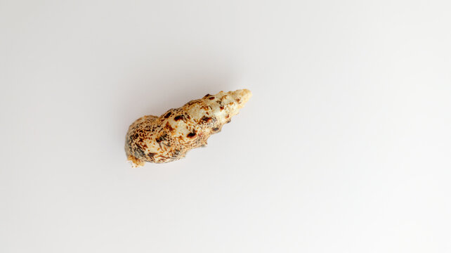 Detailed spiral seashell with intricate patterns on a clean white background
