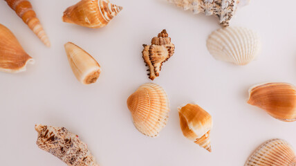 Collection of assorted seashells arranged on a clean white background © shine.graphics