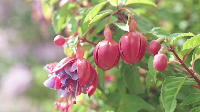Close-up of fuchsia flowers and leaves with soft natural light and gentle movement