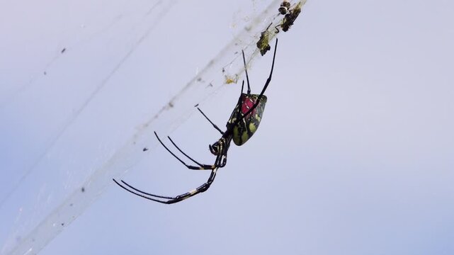 A wasp spider Argiope on a web. Yunan Province