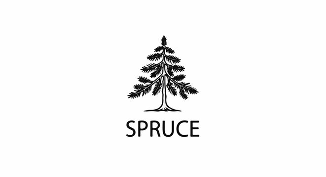 Black line art of a coniferous tree above the word "SPRUCE