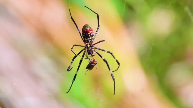 A wasp spider Argiope on a web. Yunan Province