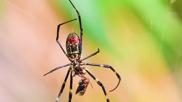 A wasp spider Argiope on a web. Yunan Province