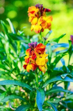 Vibrant orange and yellow wallflower blossoms in full bloom on a sunny day