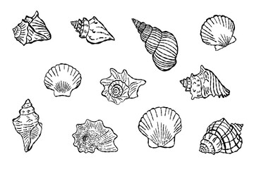 Doodle seashells set with marine coastal beach icons. Sketch elements for summer decor, and educational posters © Lytvynenko Anna