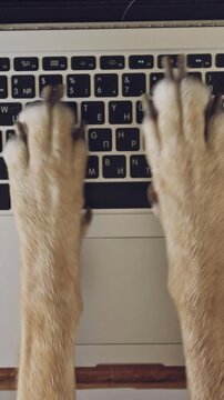 A funny close-up of a dogs paws tapping on a laptop keyboard like a busy worker. The clumsy typing and curious focus create a playful moment, turning everyday tech into a lighthearted scene