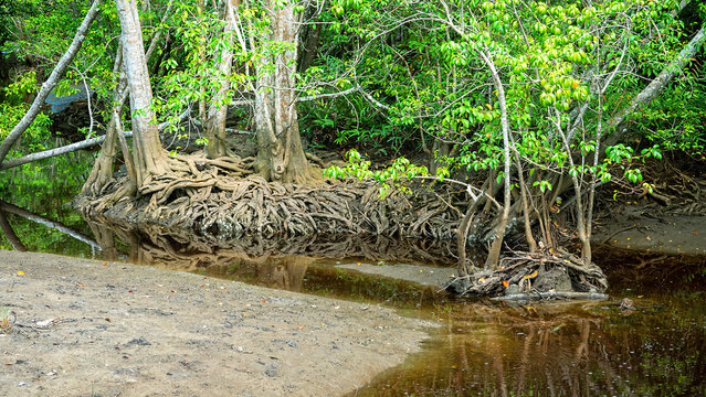 Mangrove forests at the mouth of the river. The edge of the forest. Red Mangrove (Rhizophora mangle) support roots. Borneo Island, Natuna sea