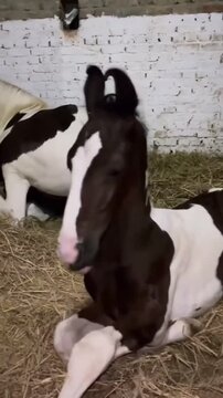 "Beautiful Marwari Foal Standing Up in a Stable Beside its Mother"