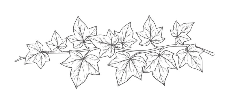 Hand drawn ivy vine with leaves and branches botanical