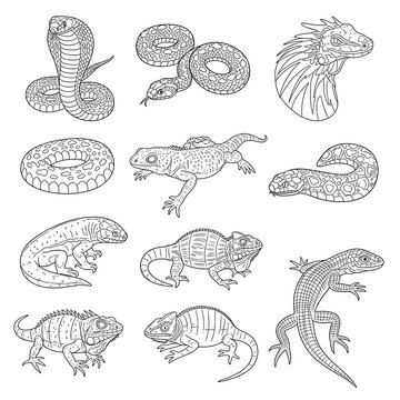 Reptiles and Amphibians Line Drawings.