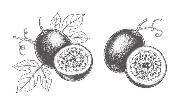 Two whole and two halved passion fruits with leaves and vines passionfruit
