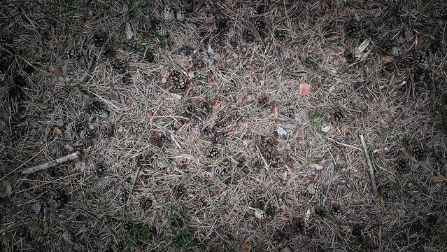 Forest litter as nature background.
