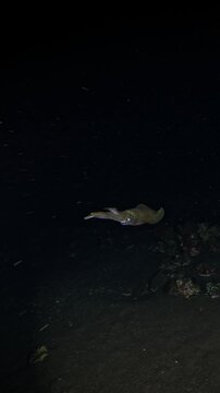 Bigfin reef squid (Sepioteuthis lessoniana) hunting at night in torch light, плавное движение и поисковое поведение, macro 4K UHD footage in real-time with ambient sound, detailed skin and chromatopho