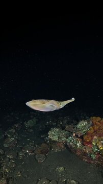 Bigfin reef squid (Sepioteuthis lessoniana) hunting at night in torch light, плавное движение и поисковое поведение, macro 4K UHD footage in real-time with ambient sound, detailed skin and chromatopho