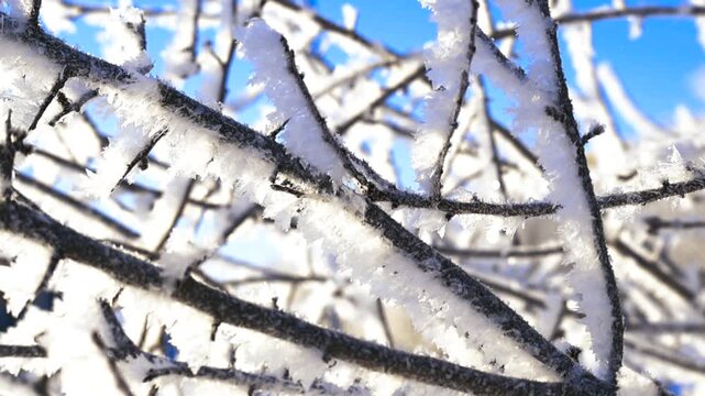 Hoarfrost Covering Tree Branches on a Sunny Winter Day, Bokeh Background