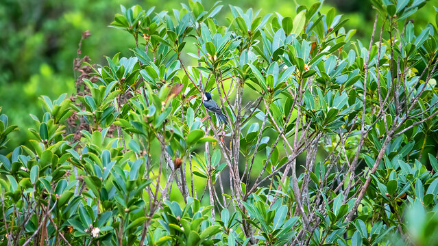Systematics and taxonomy. Parus cinereus ring species, like hainanus subspecies in evergreen (laurel) subtropical forests of Hong Kong Island. Important species for understanding speciation in birds
