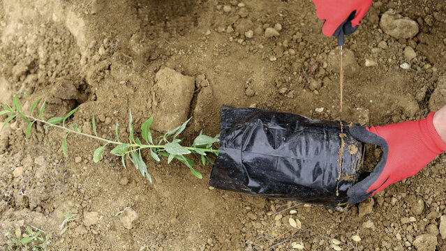 Transplanting A Young Sapling By Hand
