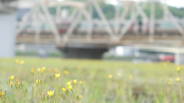 Yellow wildflowers swaying by riverside with blurred train passing, silent spring footage
